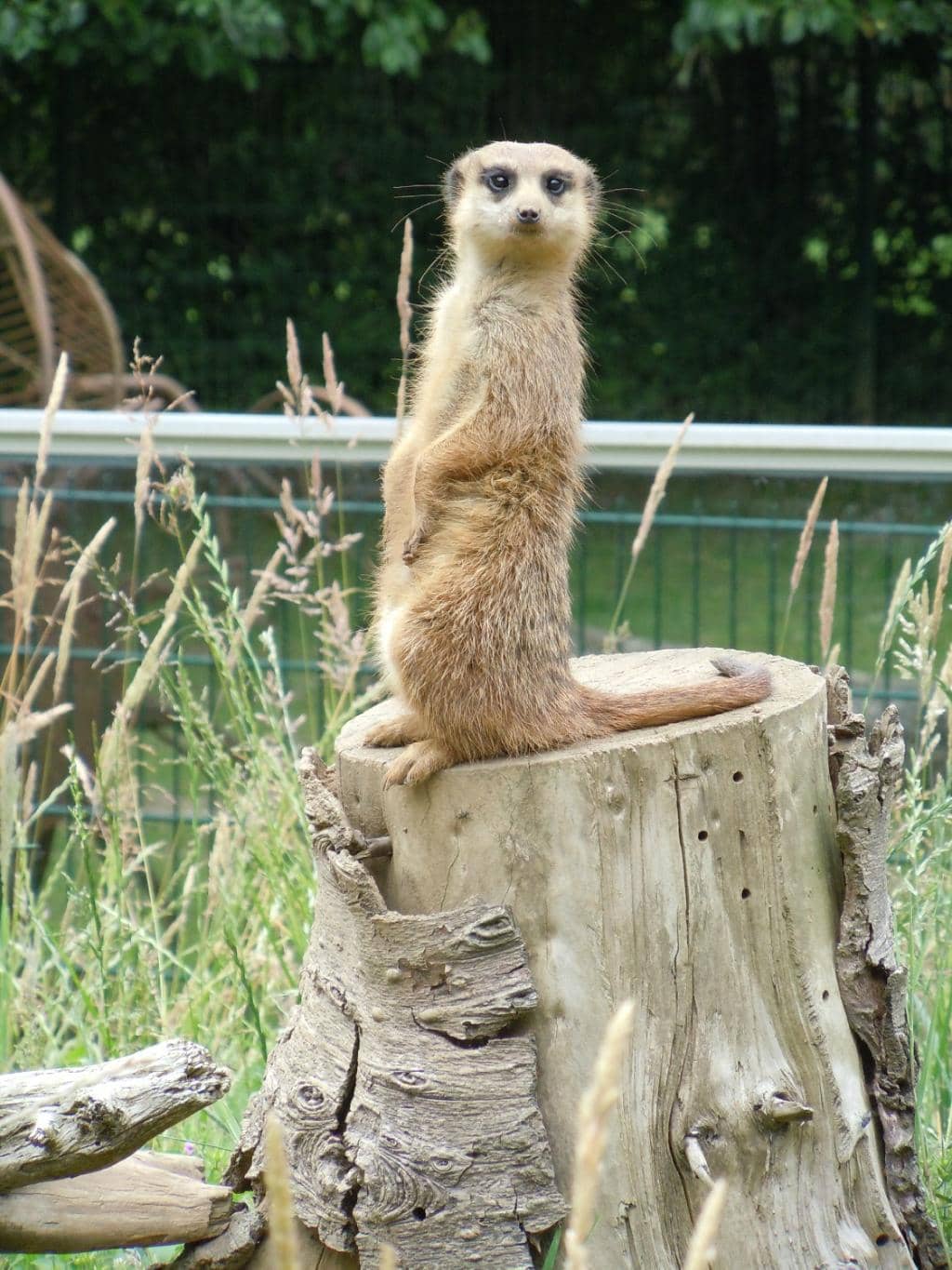 Close-Up Animal Views
