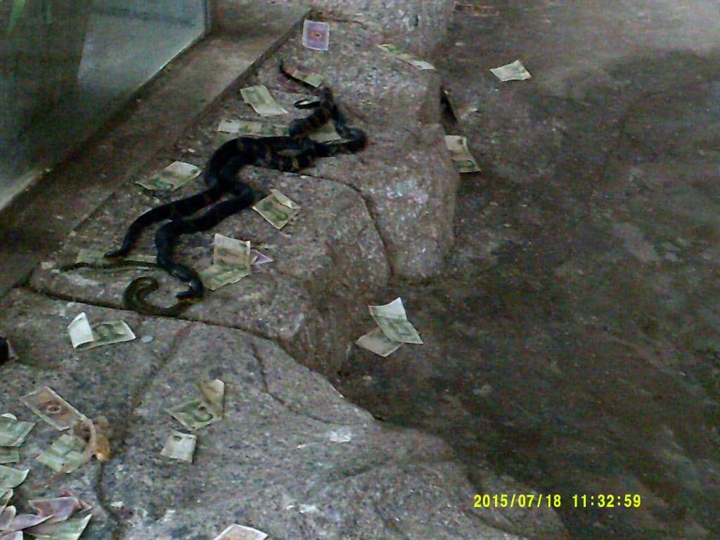 Rare and Exotic Species