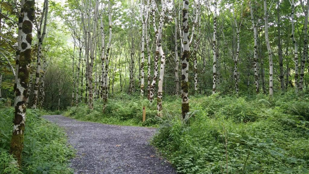 Magical Forest Walk