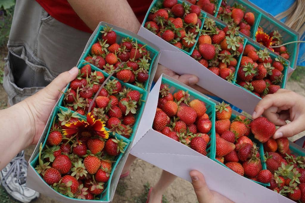 Fresh Organic Produce