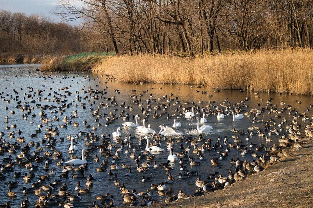 Okusha (Main Shrine)