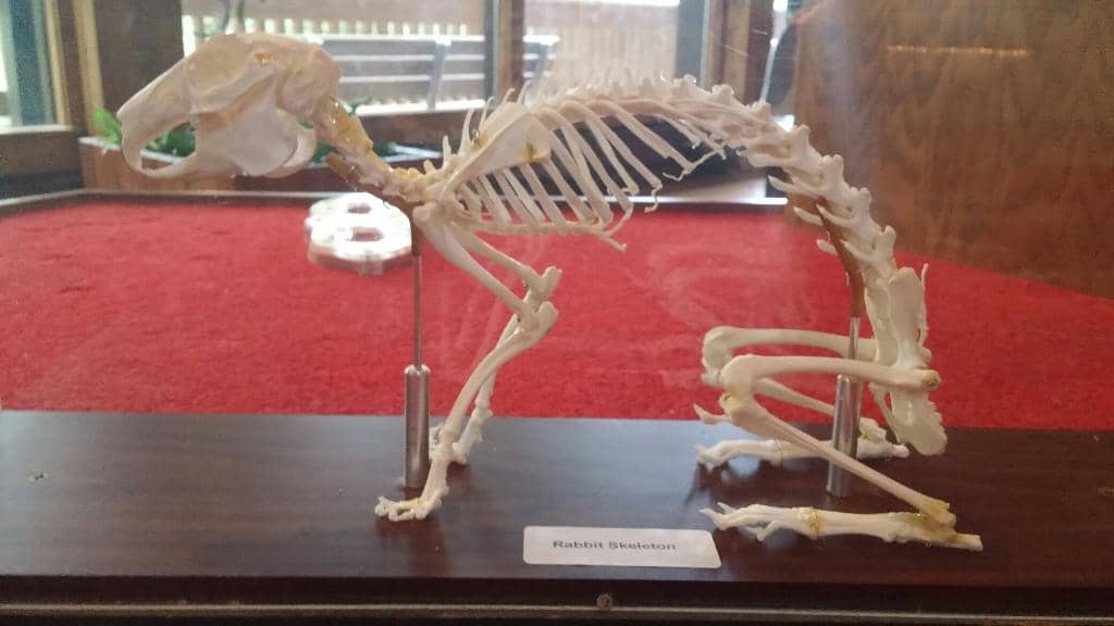 Native Animal Habitats