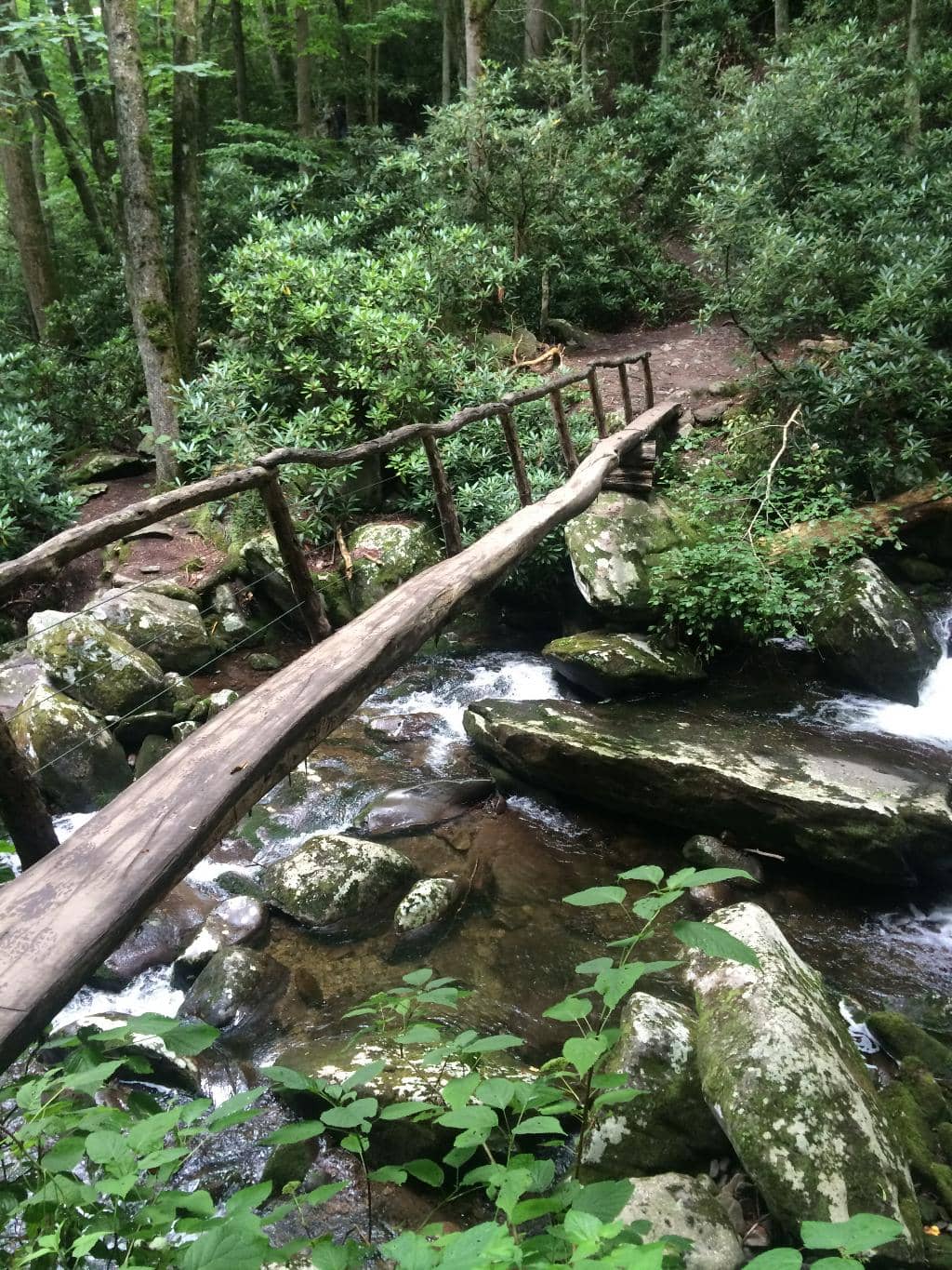 Hidden Salamander Spot