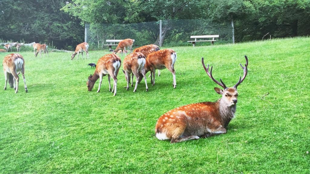 Wild Boar Enclosure