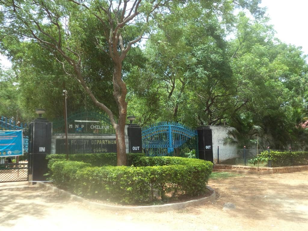 Deer and Peacock Encounters