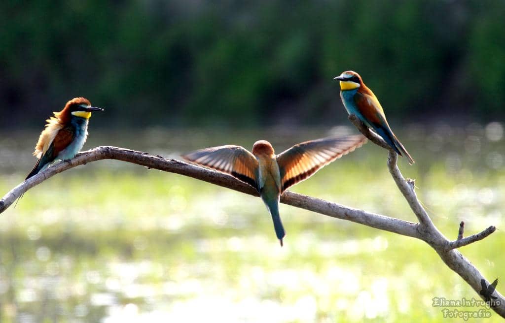 Nature Reserve Trails