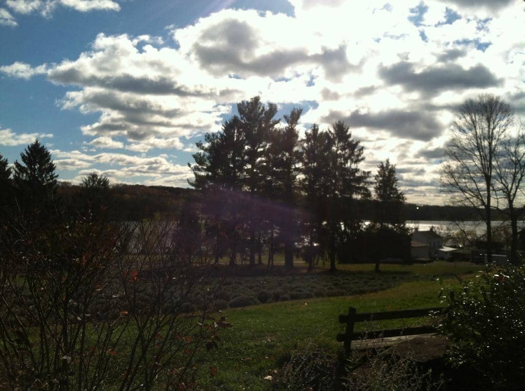 Lavender Product Shop