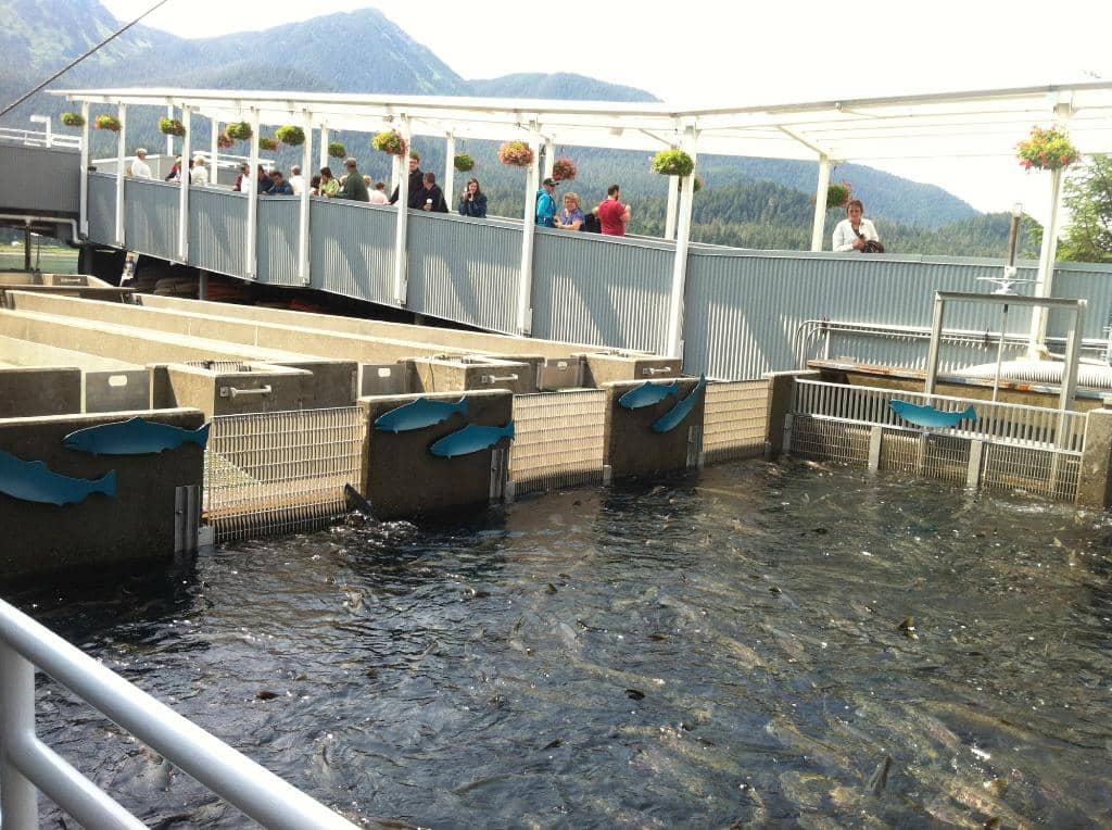 Interactive Touch Tanks