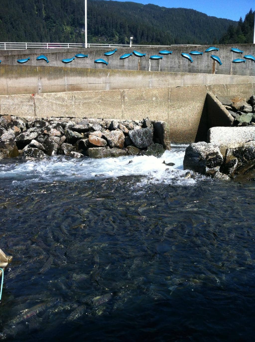 Salmon Ladder Window