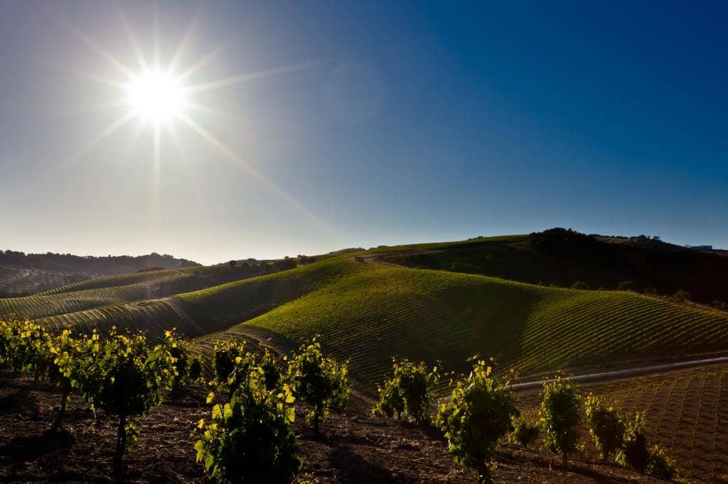 Rhône & Bordeaux Varietals