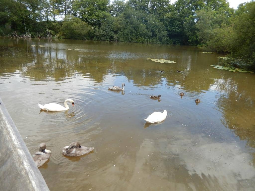 Lake Loop Walk