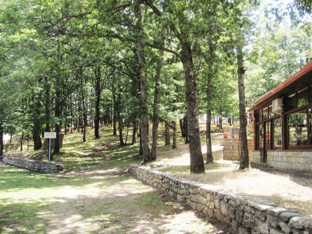 Pet-Friendly Ambiance