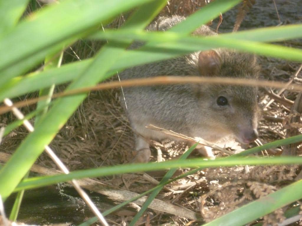 Diverse Native Wildlife