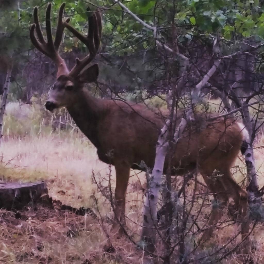 Fast & Flowy XC Trails