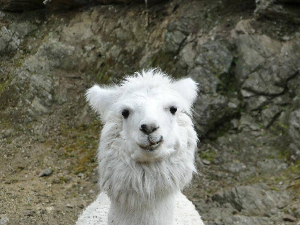 Scenic Walking Trails