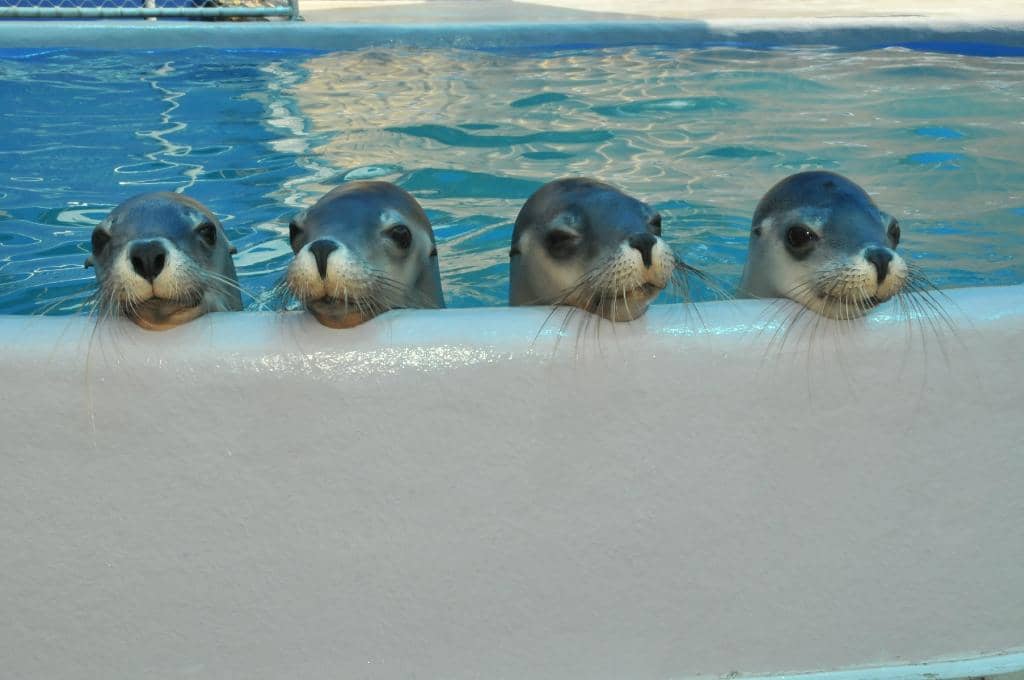 Seal Shows & Interactions