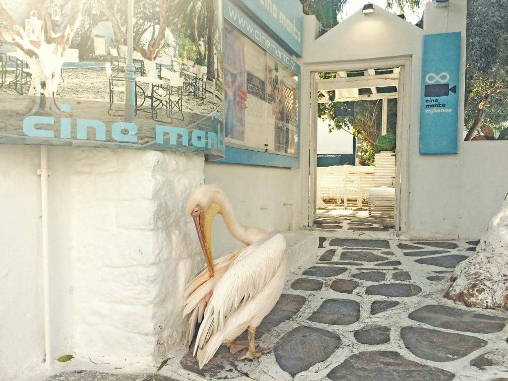 Tranquil Garden Escape