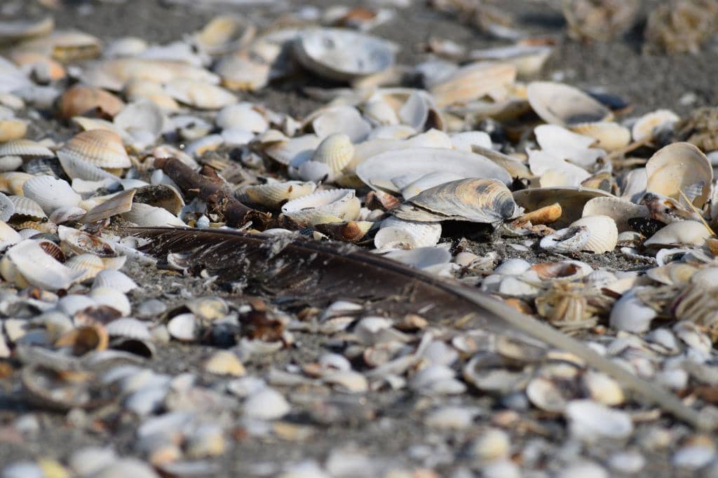 Wild Horses of Corbu