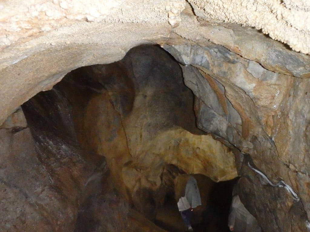 Bat Colony Sightings