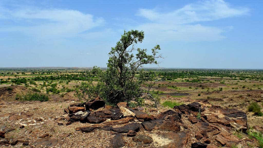 Ancient Wood Fossils