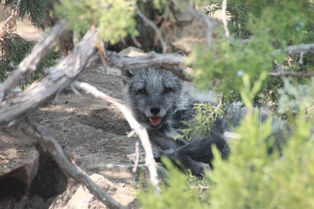 Quillbur the Porcupine