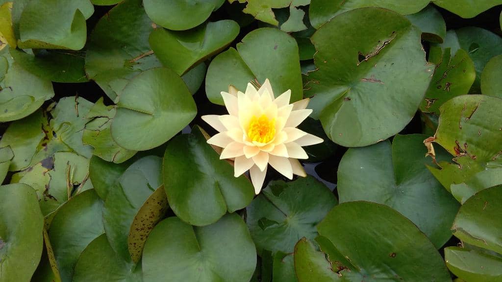 Charming Boat Arrival