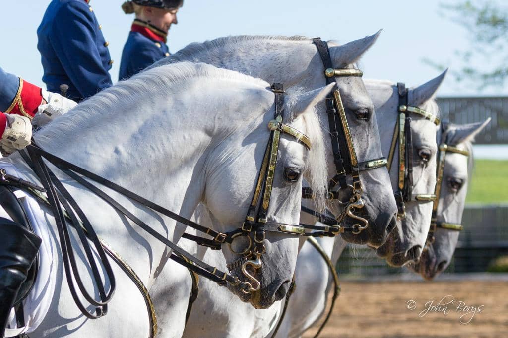 Classical Dressage Mastery