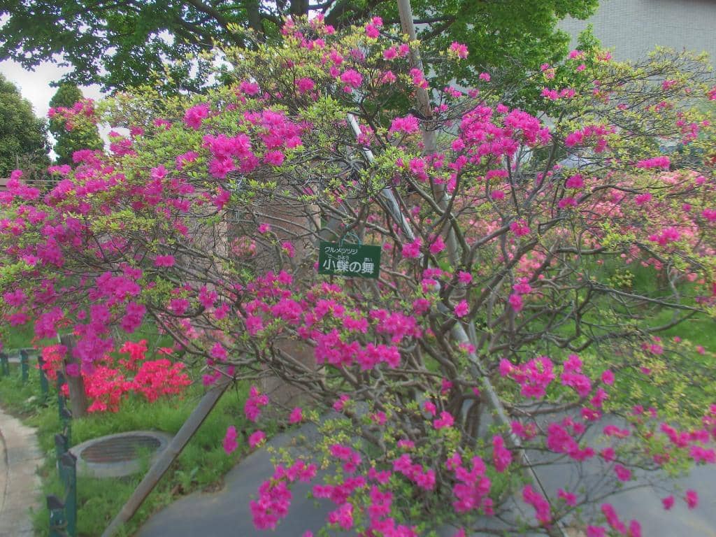 Vibrant Flower Gardens