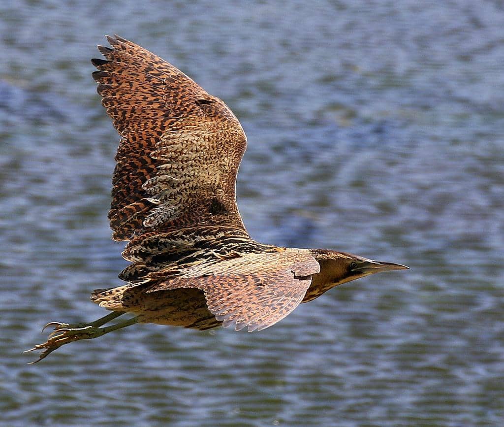 Tranquil Water Reflections