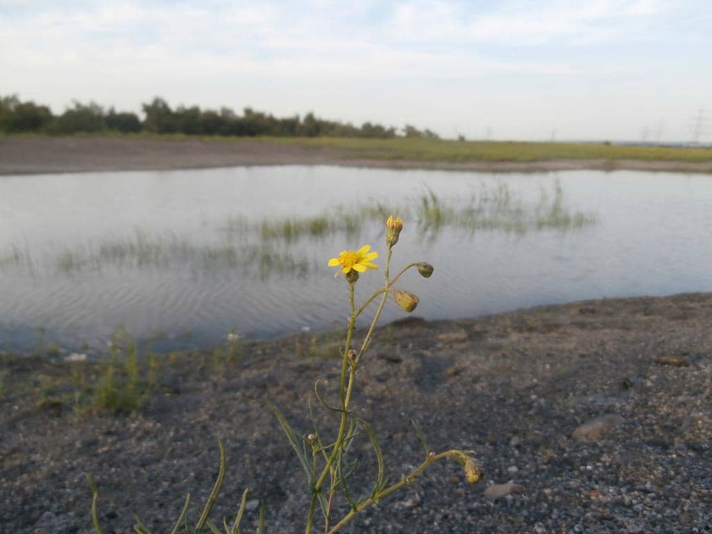 Nature's Reclamation