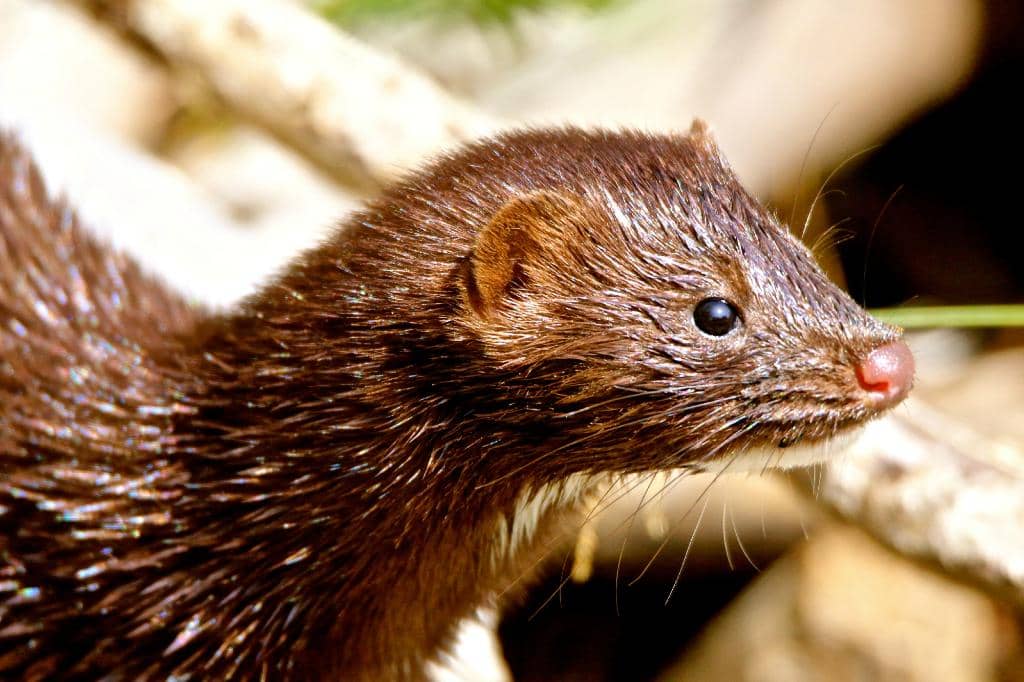 Diverse Wildlife