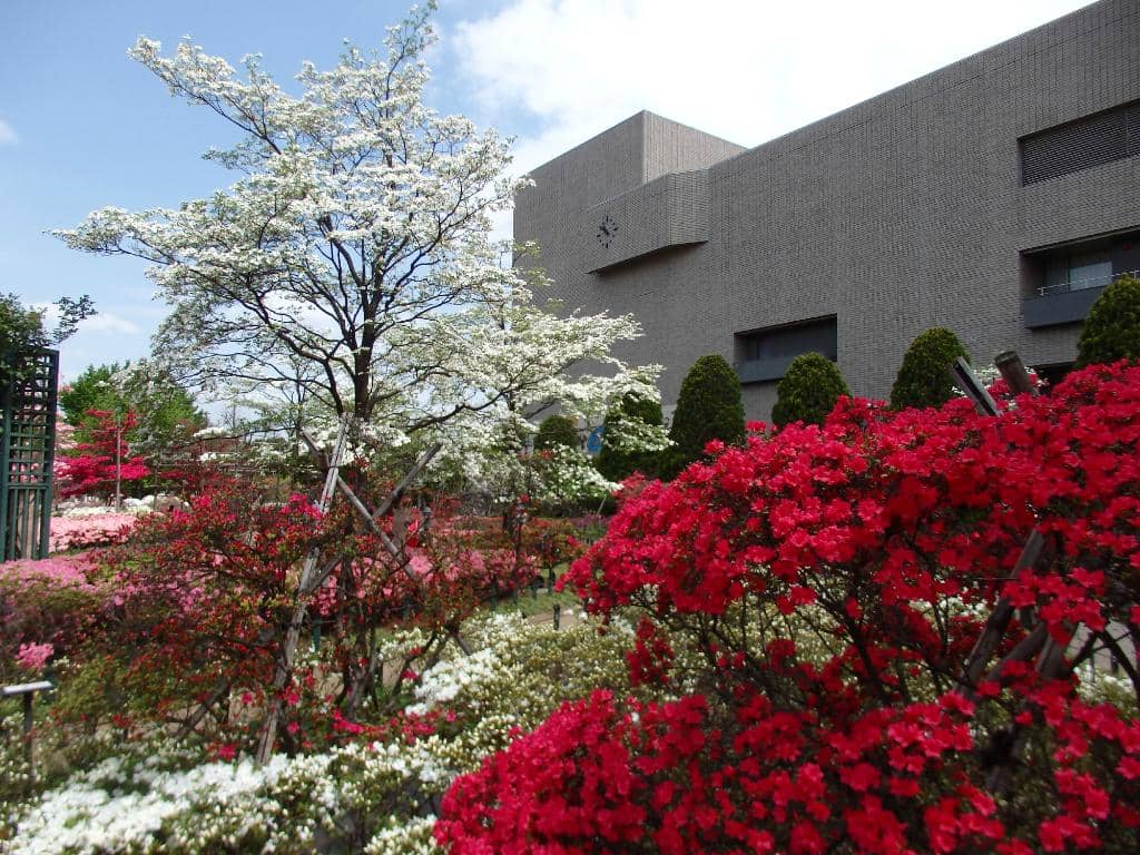 Tranquil Walking Paths
