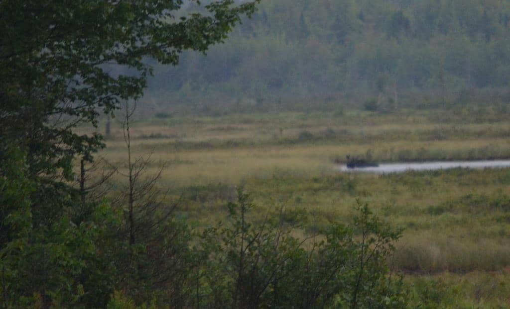 Moose Spotting Tours