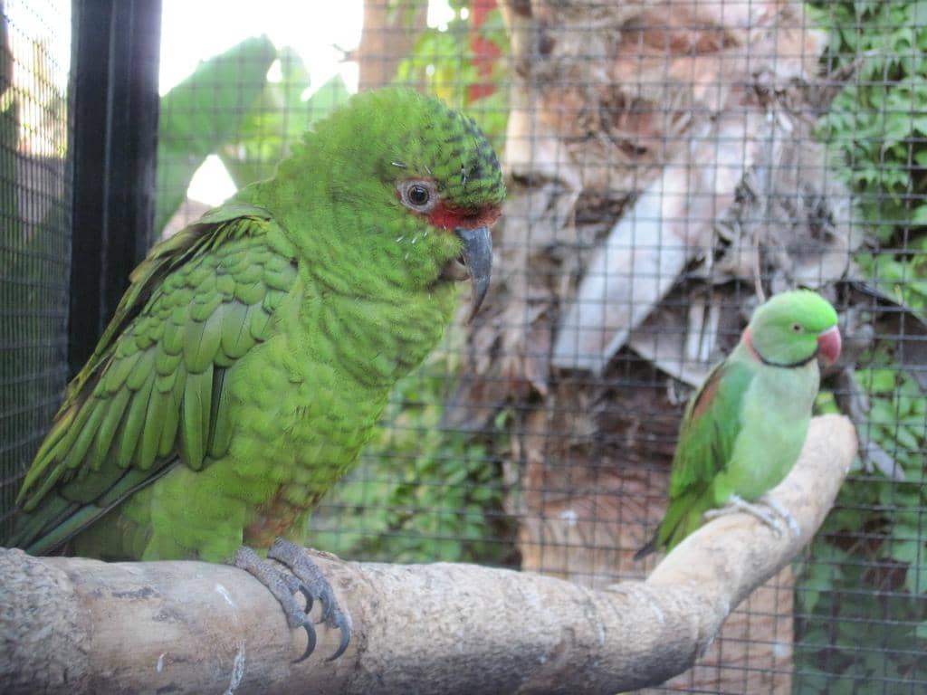 Lemur Island