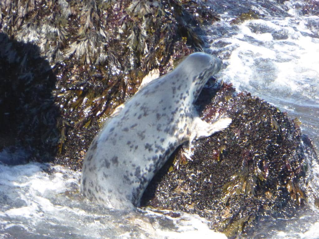 The Causeway Crossing