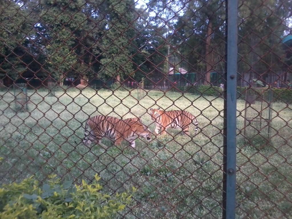 Diverse Animal Enclosures