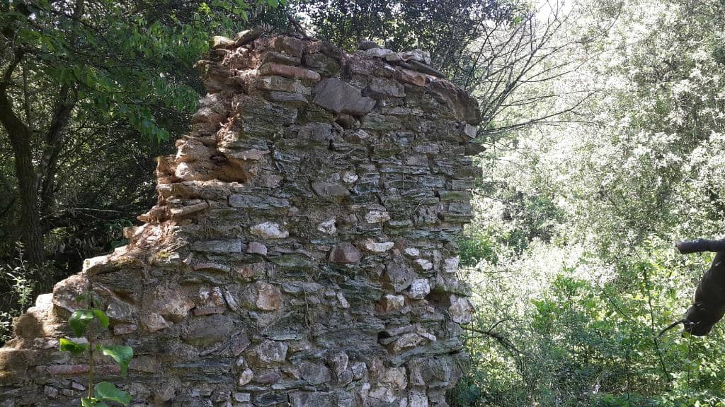 Tranquil Forest Trails