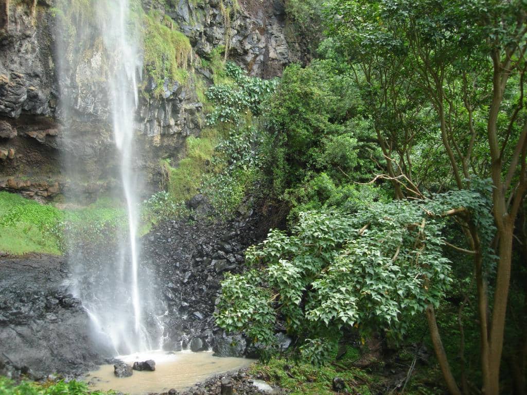 Lush Greenery and Flora