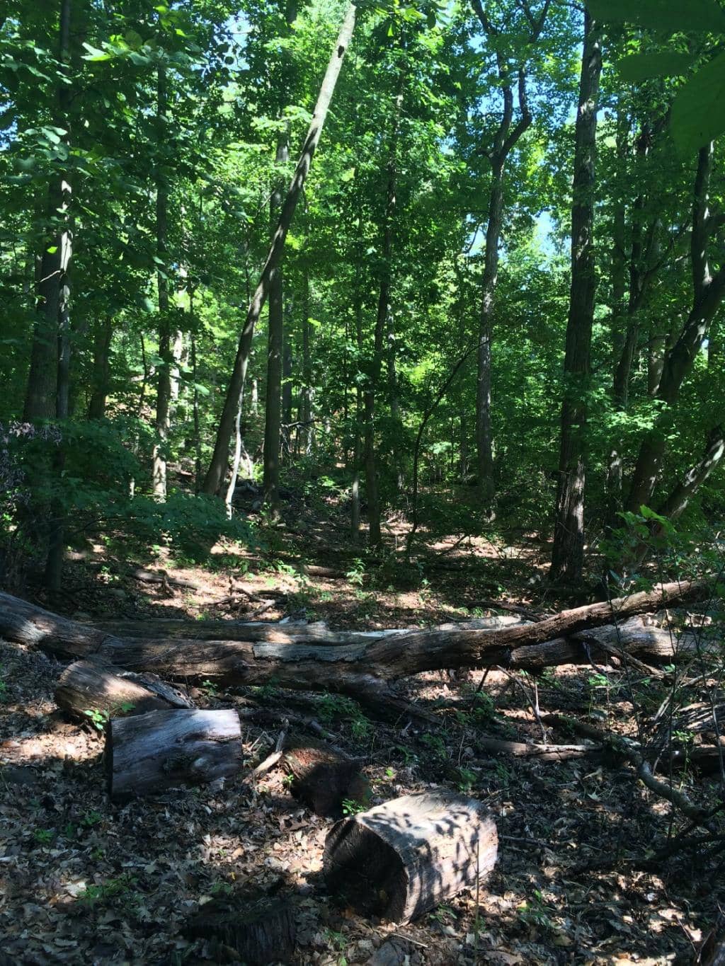 Tranquil Ponds and Wetlands