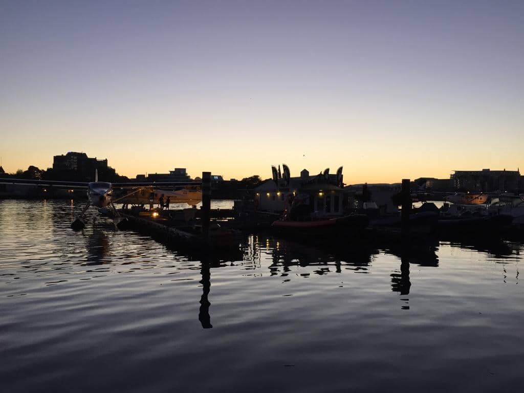 Lively Wing Wednesday