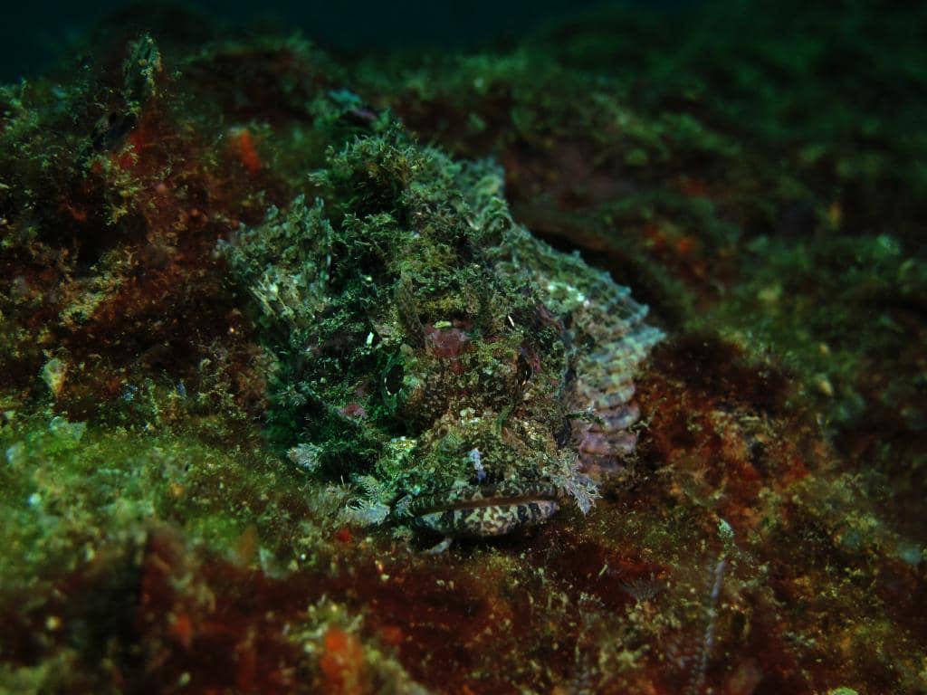 Abundant Fish Species