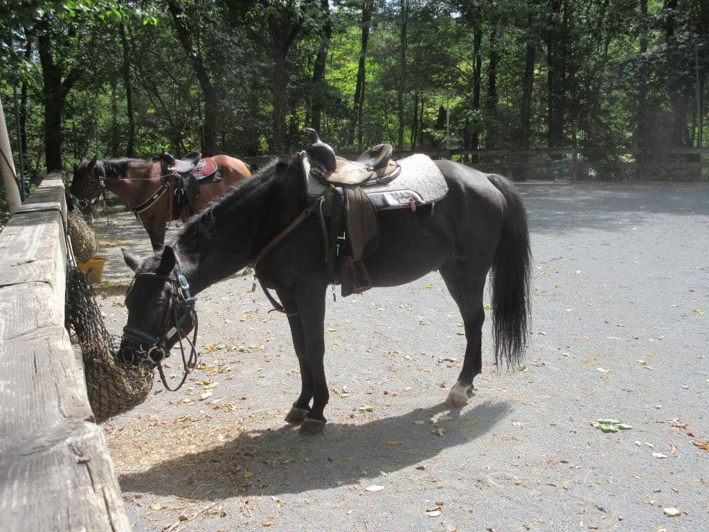 Woodland Trails