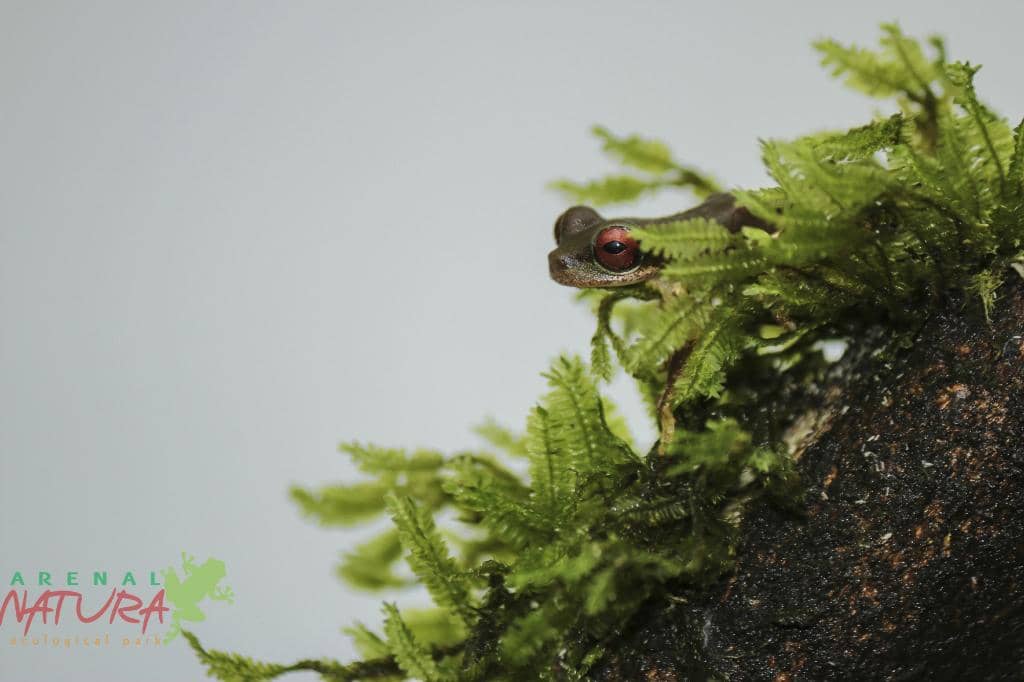 Butterfly Conservatory