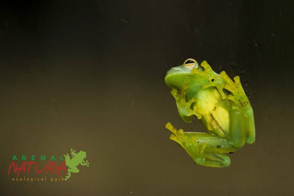 Frog Garden