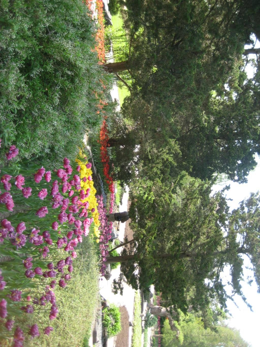 Alice in Bloomland