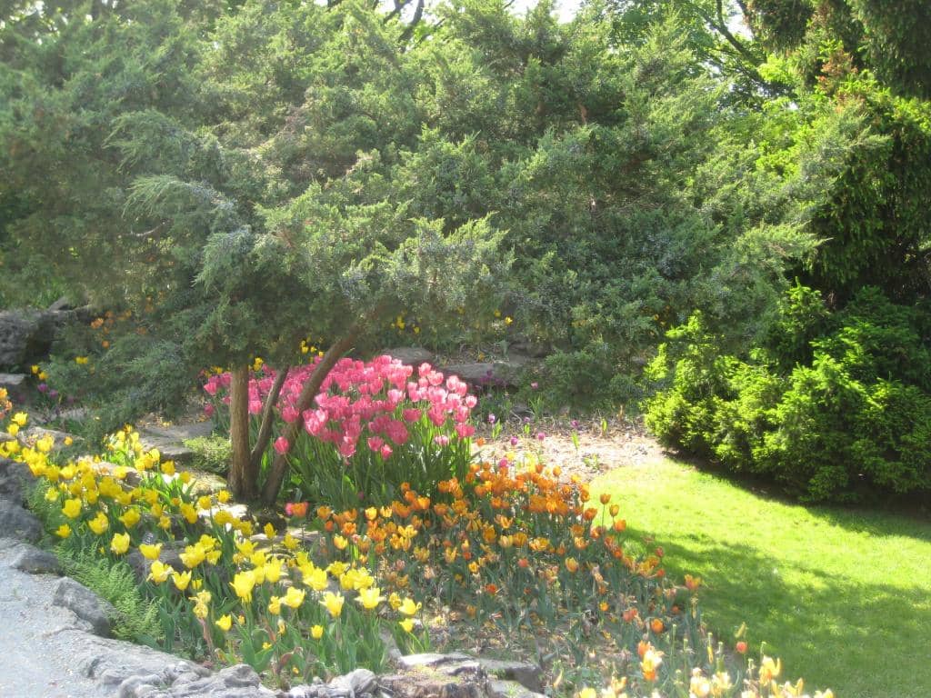 The Rose Garden