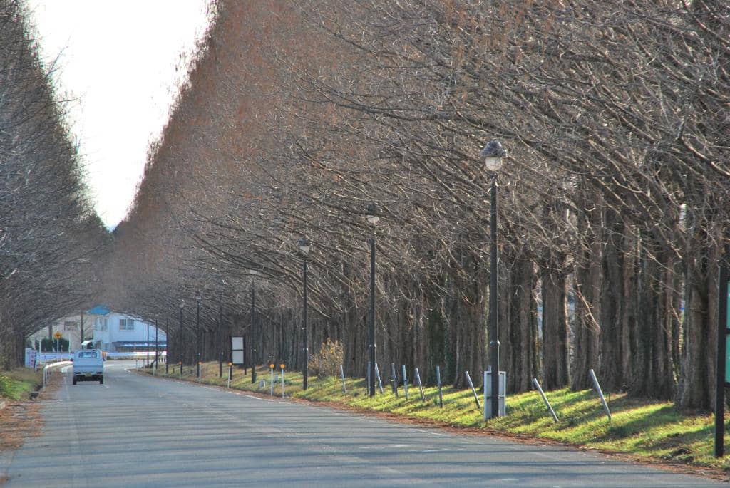Dawn Redwood Trees