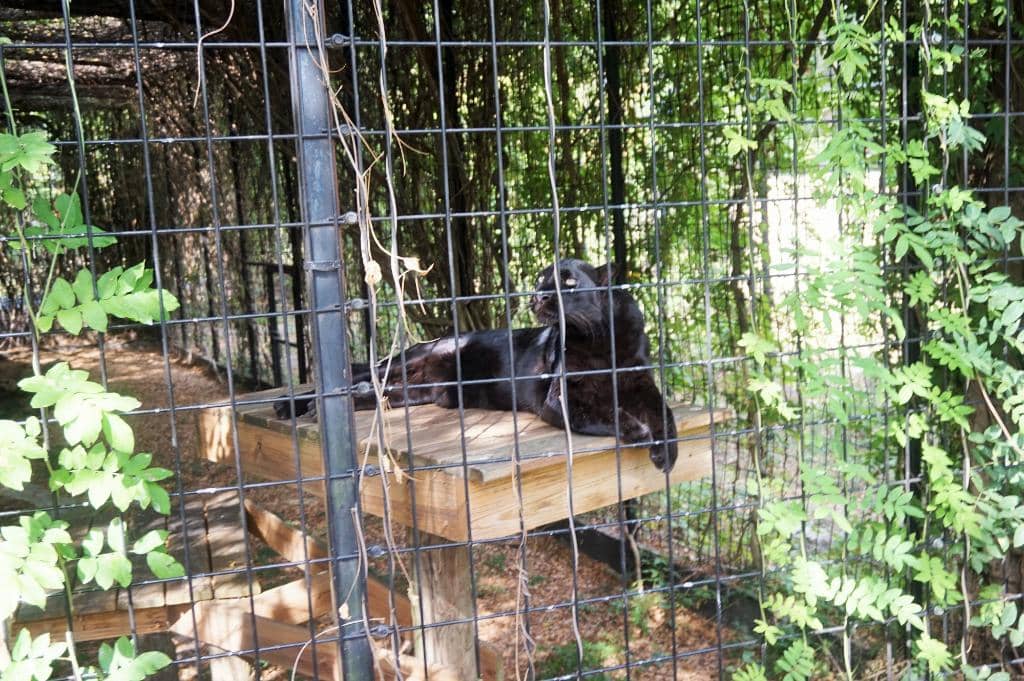 Animal Encounters