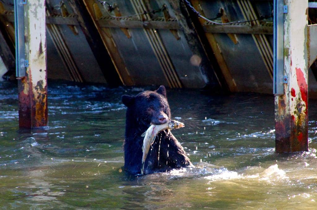 Bear Sightings
