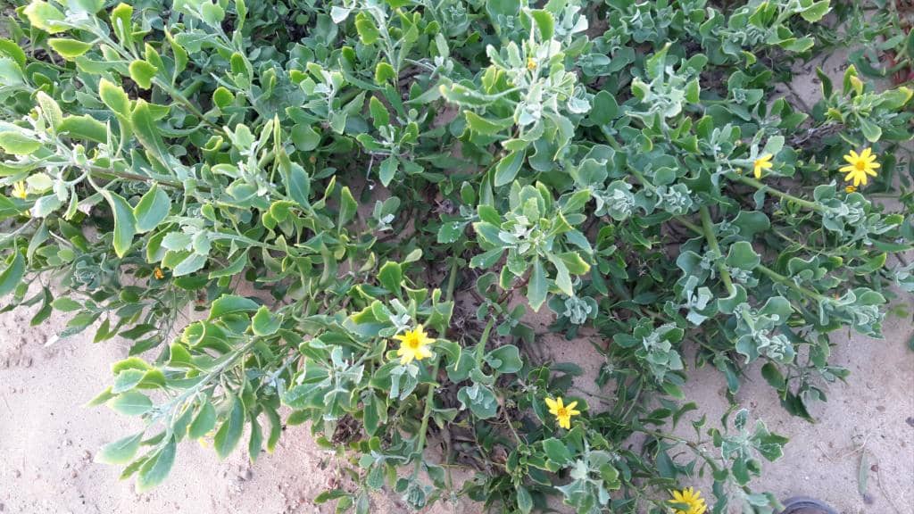 Santos Express Train Lodge